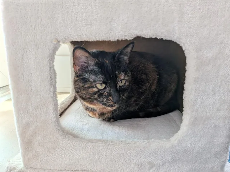 Google Pixel 10a Review: Great Midrange Phone 2024