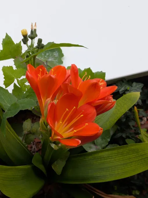 Google Pixel 10a: плоский дизайн без камерного блока