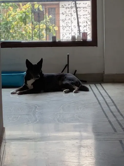 Google Pixel 10a: плоский дизайн без камерного блока