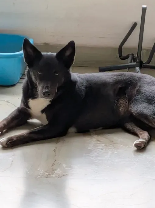 Google Pixel 10a: плоский дизайн без камерного блока