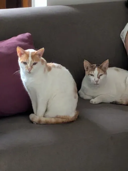 Google Pixel 10a: плоский дизайн без камерного блока