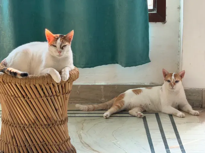 iPhone 17 Pro Max: Больше мощности и новые возможности