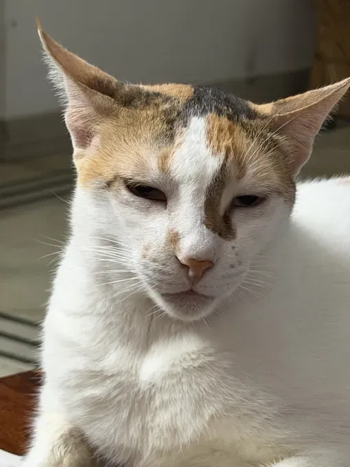 iPhone 17 Pro Max: Больше мощности и новые возможности