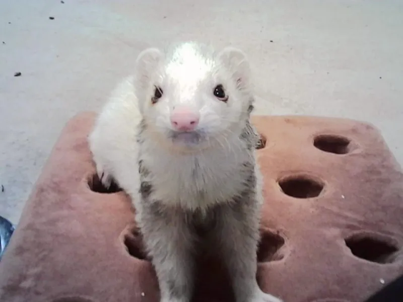 Kodak Charmera: Мини-камера, покорившая сердца