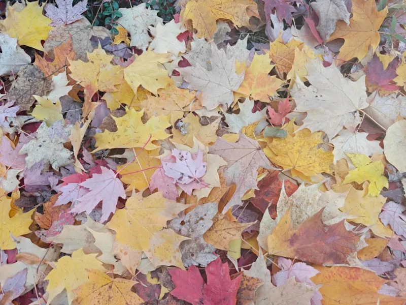 OnePlus 15: Мощный смартфон с огромной батареей