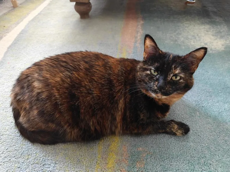 OnePlus 15R: доступная альтернатива флагману