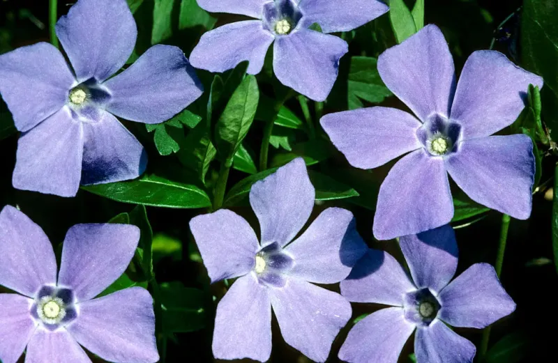 Periwinkle: Ваш собственный домен в децентрализованных соцсетях