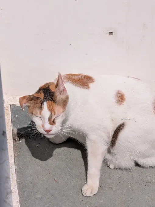 Pixel 10 Pro Fold: Прочность и AI в новом поколении