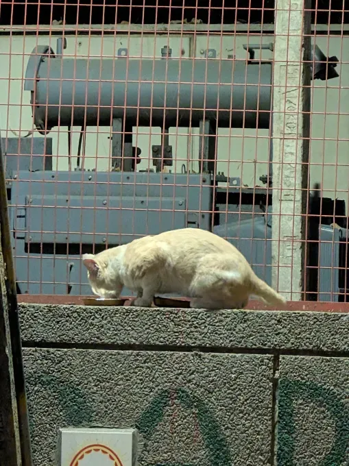 Pixel 10 Pro Fold: Прочность и AI в новом поколении