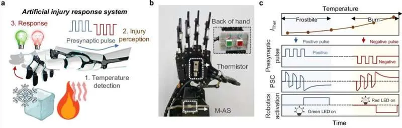Биоразлагаемый ИИ: рекордная память и эко-дружественность