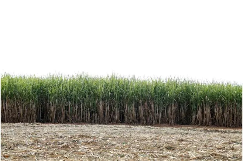 Биотопливо: спор штатов фермеров и нефтяников