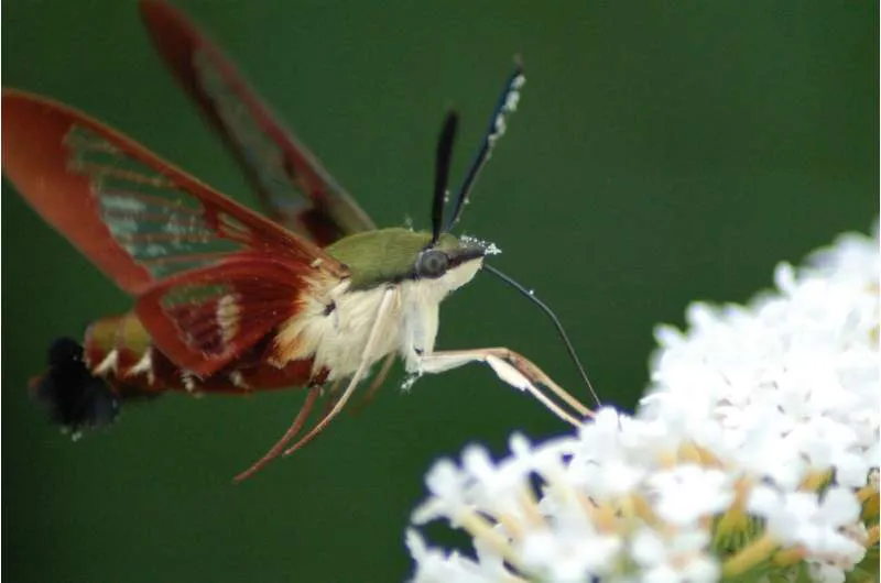 Moth-like drone navigates without AI