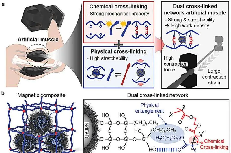 Искусственные мышцы: от мягкости к стали