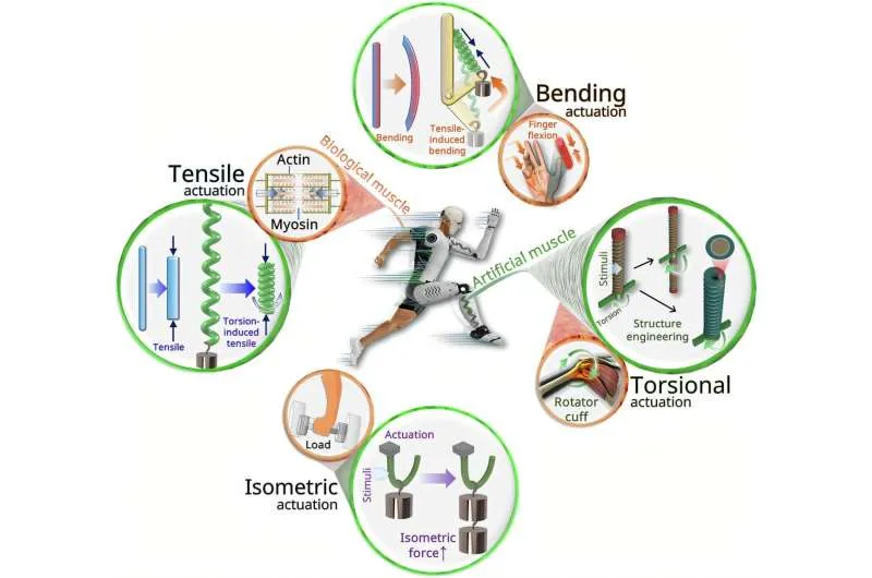 Искусственные мышцы: превосходя биологические аналоги