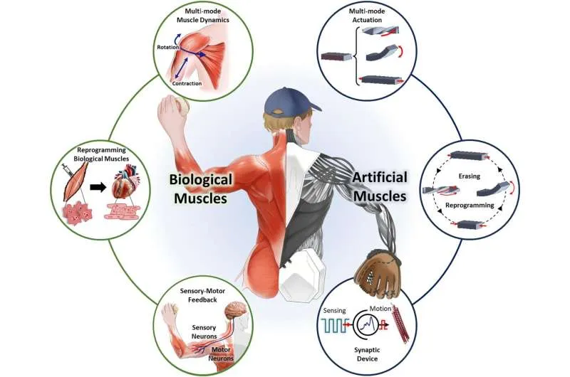 Мягкая робототехника: новое поколение искусственных мышц