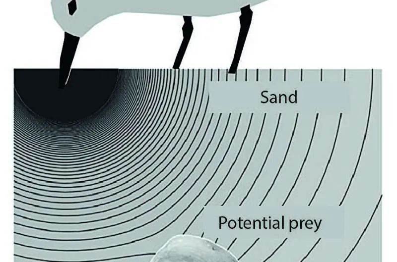 Research shows humans have remote touch "seventh sense" like sandpipers