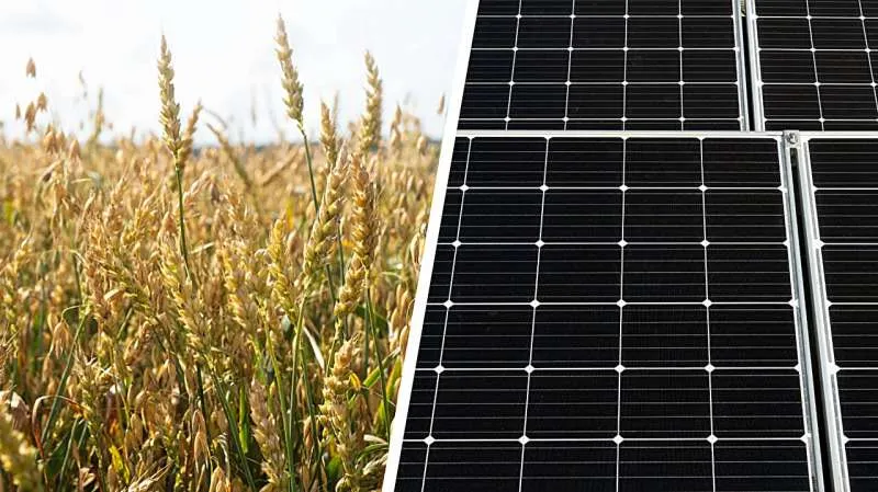 Солнечная энергия и сельское хозяйство: двойное использование земли в Финляндии