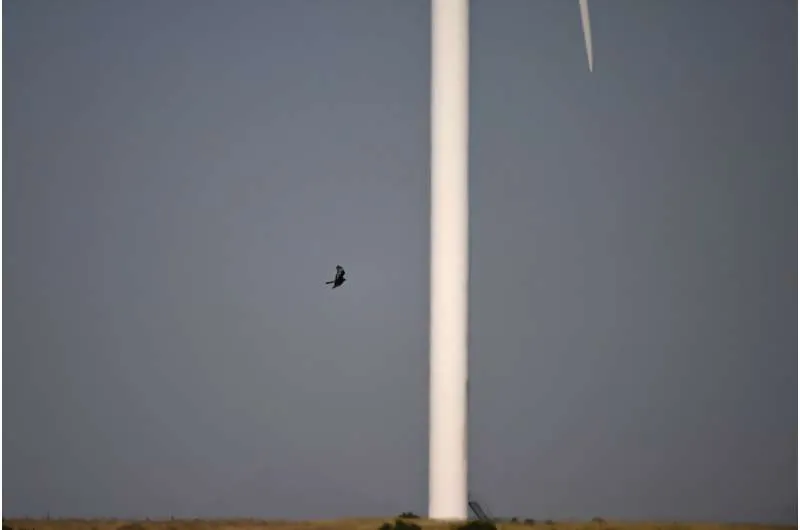 Монитор отслеживает редких птиц возле ветряных турбин недалеко от Свеллендама.