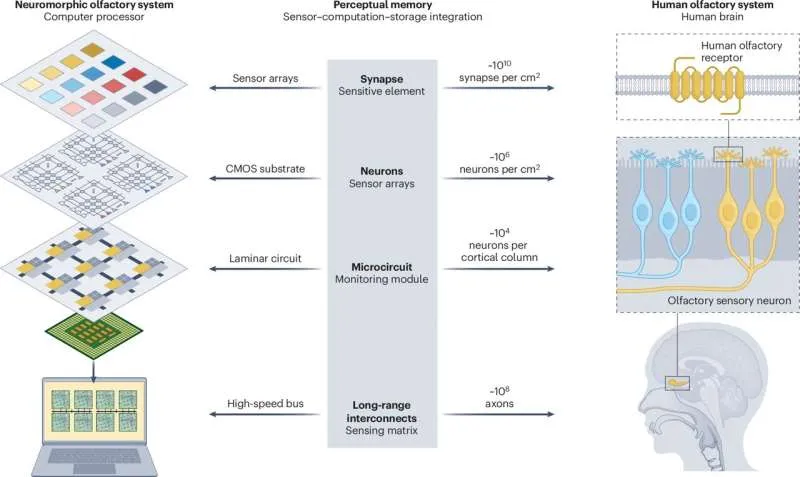 Электронные носы: прорыв в имитации обоняния человека